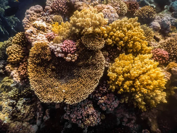 夏天潜水时 红海中的大黄珊瑚 — 图库照片