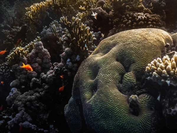 在埃及的海中潜水时 大脑中的珊瑚和其他珊瑚 — 图库照片