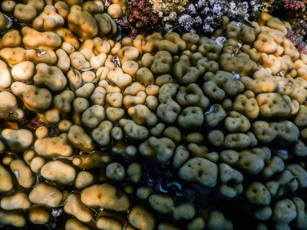 Coral Cerca Superficie Del Mar Gran Vista —  Fotos de Stock