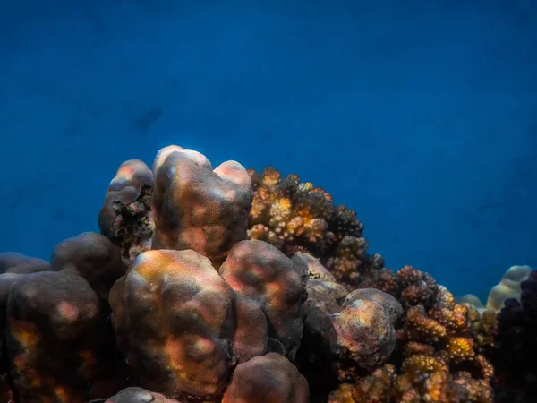 Corals Large View Blue Sea Water Background Egypt — Zdjęcie stockowe