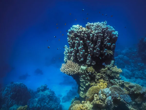 Hoge Enkele Koraalkolonie Diepblauwe Zee Egypte Tijdens Het Duiken — Stockfoto