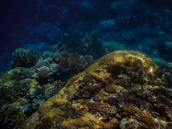在深蓝色海水中的珊瑚群山 埃及式 — 图库照片