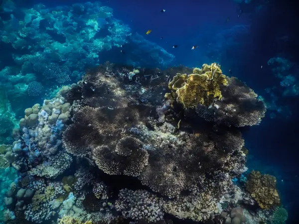 夏天在埃及的自然保护区潜水时 海底的大型珊瑚 — 图库照片