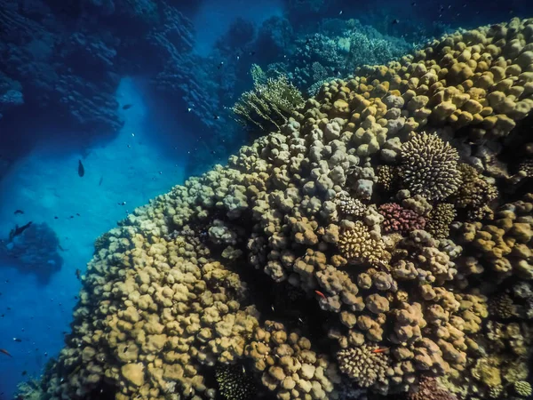 Velké Krásné Korály Bílým Pískem Mořském Dně Při Potápění — Stock fotografie