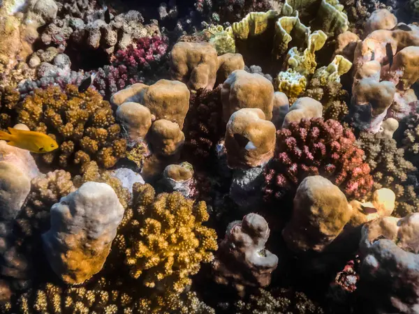 不同的珊瑚在夏天在埃及的海里潜水 — 图库照片