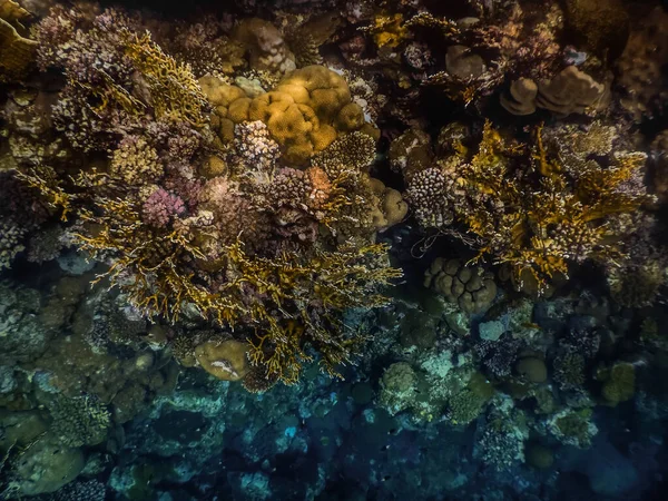 不同种类的珊瑚在深海中潜水的时候 — 图库照片