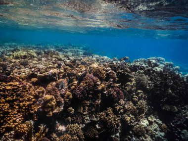 coral world near the surface in the red sea during snorkeling in the summer vacation