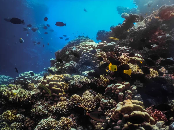 Bellissimi Coralli Colorati Pesci Profondità Dal Mare Rosso Egitto — Foto Stock
