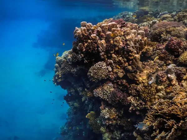 Krásné Barevné Korály Při Šnorchlování Červeném Moři Dovolené — Stock fotografie