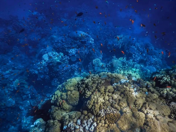 Korály Hluboká Modrá Voda Hlubinách Egypta Při Potápění — Stock fotografie