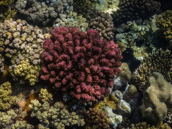 Corallo Rosso Tra Molte Altre Specie Mare Egitto — Foto Stock