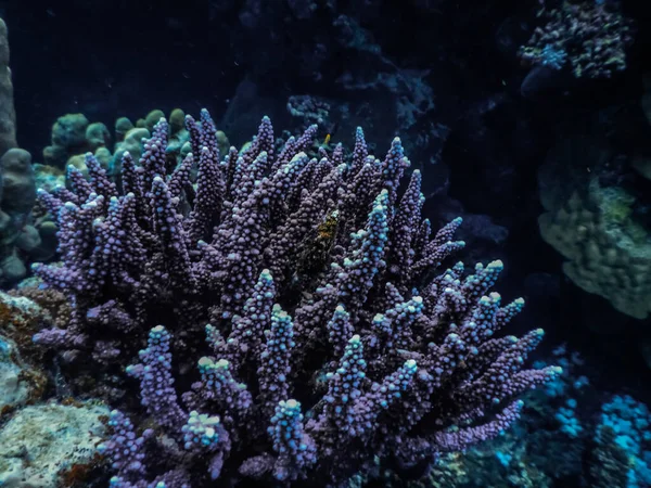 夏天潜水时在海底的紫色珊瑚 — 图库照片