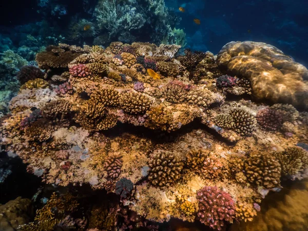 在红海潜水度假时 美丽多彩的珊瑚世界 — 图库照片