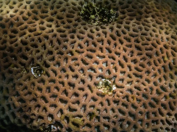 Красивые Кораллы Красном Море Детальный Вид Время Погружения — стоковое фото