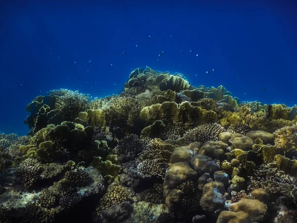 Mooie Koralen Diep Blauw Water Een Natuurgebied Egypte Zomervakantie — Stockfoto