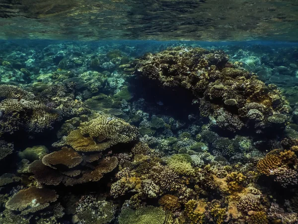 Mooie Grote Koralen Net Onder Oppervlakte Rode Zee Met Helder — Stockfoto