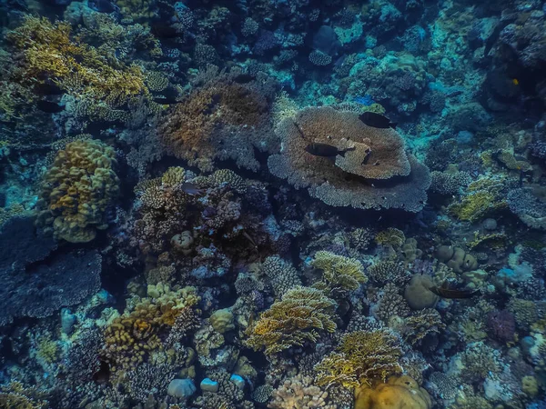 Mooie Grote Kleurrijke Koralen Net Onder Het Oppervlak Rode Zee — Stockfoto