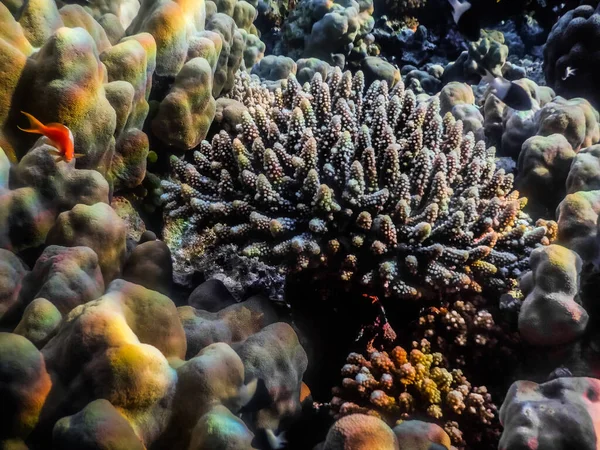 Beautiful Little Coral Sea Bottom Egypt Nature Reserve — Stock Photo, Image