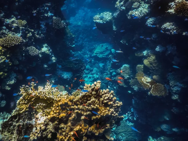 Lacuna Entre Corais Água Azul Enquanto Mergulhando Mar Vermelho Egito — Fotografia de Stock