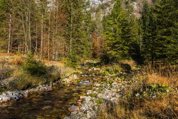 Jasne Zimne Górskie Potoki Dużą Ilością Sosen Przyrodzie — Zdjęcie stockowe