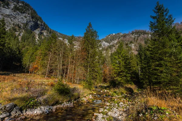 Petit Torrent Montagne Beaucoup Pinetrees Dans Les Montagnes Avec Ciel — Photo