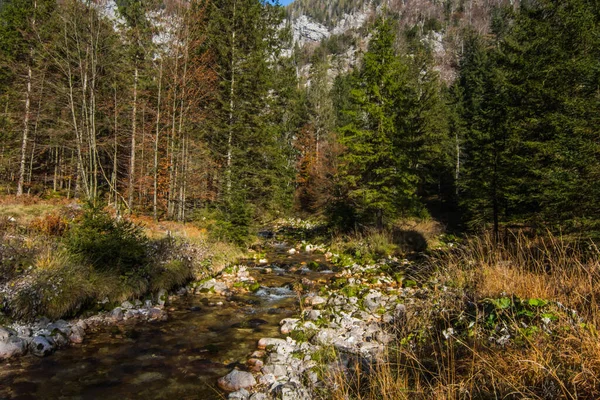 Pequena Torrente Montanha Com Muitas Pedras Banco Uma Reserva Natural — Fotografia de Stock