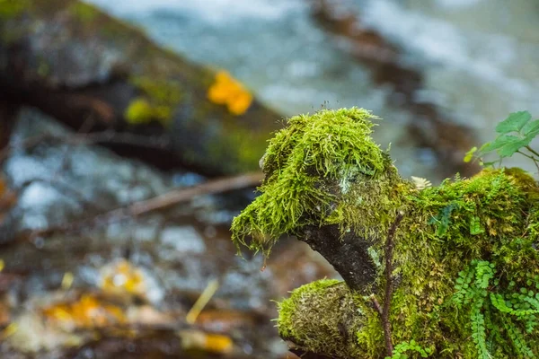 Musgo Verde Tronco Árvore Água Riacho — Fotografia de Stock