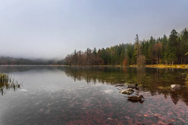 Две Утки Купаются Озере Листьями Туманом Осенью — стоковое фото