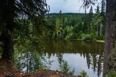Ormanın ortasında küçük bir dağ gölü. Yürürken bir sürü yeşil ağaç var.
