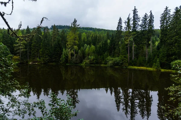 Reflectie Van Pinetrees Het Water Van Een Bergmeer Met Bos — Stockfoto