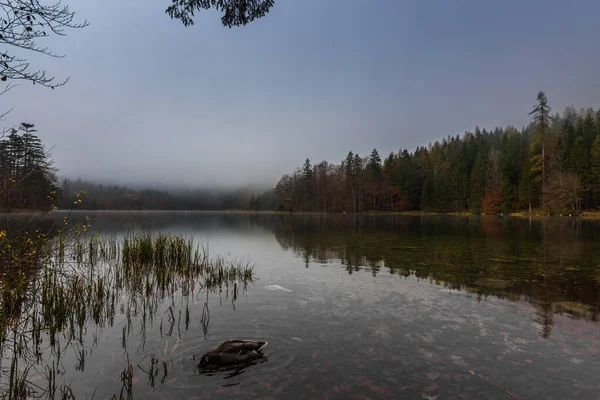 Одинокая Утка Головой Водой Озере Туманом Время Похода — стоковое фото
