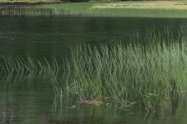 Grüne Pflanzen Wasser Eines Sees Sommer Beim Wandern — Stockfoto