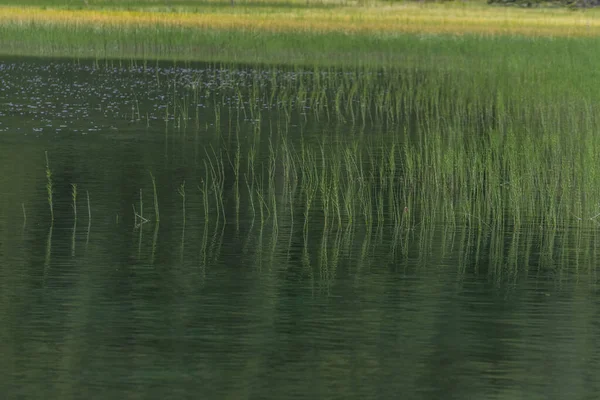 Grüne Pflanzen Wasser Eines Bergsees Sommer Urlaub — Stockfoto