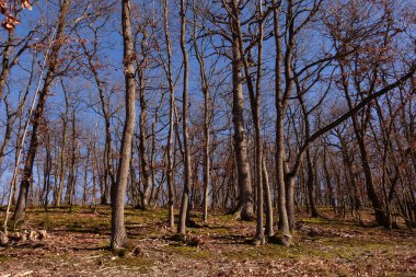 Ormanda eğri büğrü ağaçlar ve baharda dağ bisikleti sürerken mavi gökyüzü