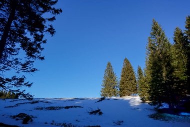 Kışın dağlarda yürürken derin mavi gökyüzü olan ağaçlar ve kar.
