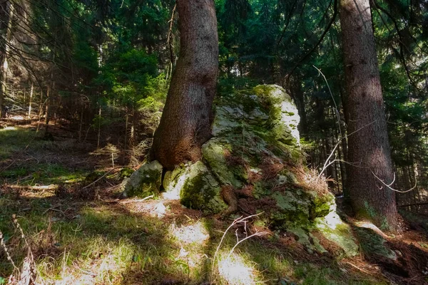 Boom Groeit Tussen Rotsen Een Bos Bergen Detail Uitzicht — Stockfoto