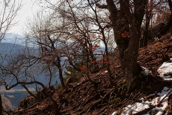 Bomen Met Veel Wortels Aan Oppervlakte Tijdens Wandelingen Bergen Winter — Stockfoto