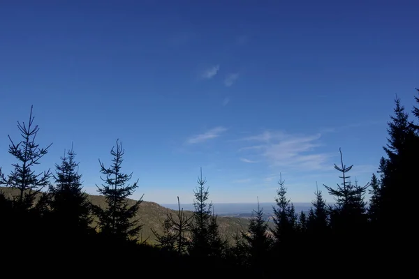 Dunkle Kiefern Vordergrund Und Weite Landschaft Gebirge Mit Blauem Himmel — Stockfoto
