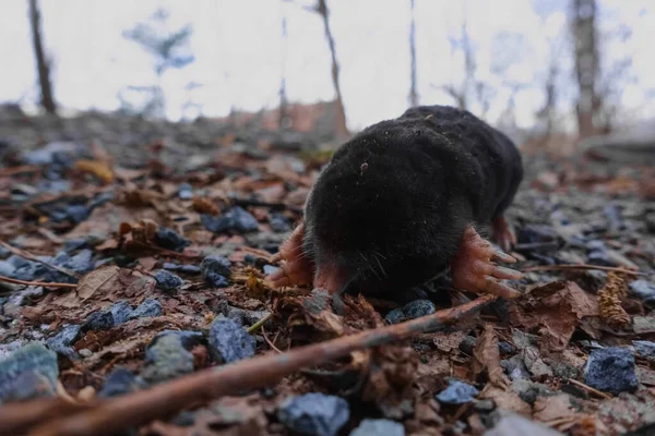 Kleiner Maulwurf Liegt Mit Steinen Und Blättern Auf Dem Boden — Stockfoto