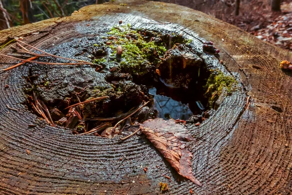 木の幹に水緑の苔と葉 — ストック写真