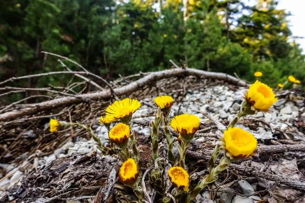 Fényes Coltfoot Sárga Virág Kövek Között Tavasszal — Stock Fotó