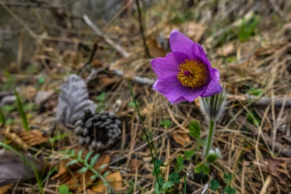 Fleur Pasque Commune Dans Les Montagnes Printemps Grande Vue — Photo