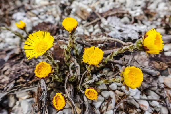 Bright Coltsfoot Yellow Flower Spring Hill Stones — Stock Photo, Image