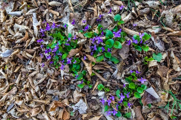 Fleur Violette Fraîche Sur Sol Forestier Entre Les Feuilles Brunes — Photo