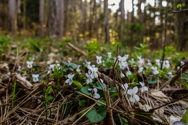 Lkbaharda Ormanda Yürürken Orman Zemininde Birçok Beyaz Menekşe Vardır — Stok fotoğraf
