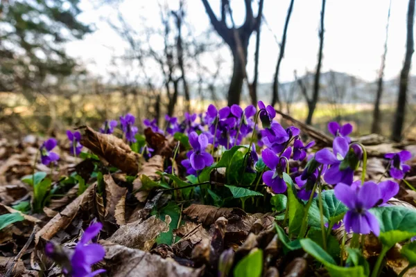 Lkbaharda Yürüyüş Yaparken Orman Zemininde Bir Sürü Taze Mor Menekşe — Stok fotoğraf