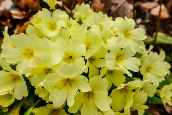 Verse Gele Primrose Tijdens Het Wandelen Het Bos Groot Uitzicht — Stockfoto