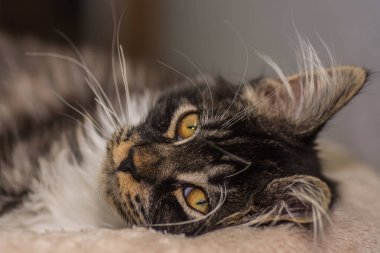 Tüylü sevgili Maine Rakun Kedi yalan söyler ve kameraya geniş bir açıdan bakar.