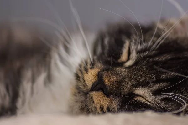 Γλυκιά Μου Μέιν Ρακούν Γάτα Κοιμάται Μαξιλάρι Από Κοντά — Φωτογραφία Αρχείου