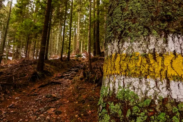 Kolorowy Znak Drzewie Szlaku Turystycznym Górach — Zdjęcie stockowe